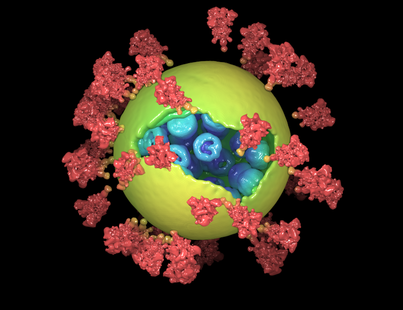 Molecular architecture of the SARS-CoV-2 virus Image | Coot Development ...